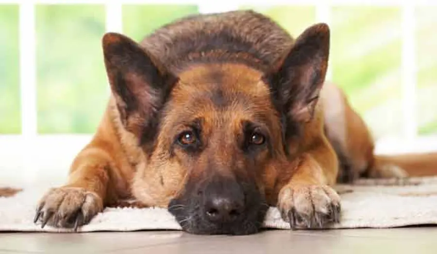 Animali: i cani possono mostrare empatia