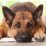 Animali: i cani possono mostrare empatia