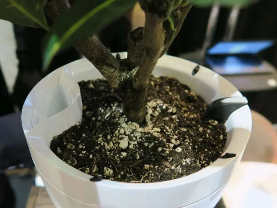 Parrot lancia i "vasi intelligenti"